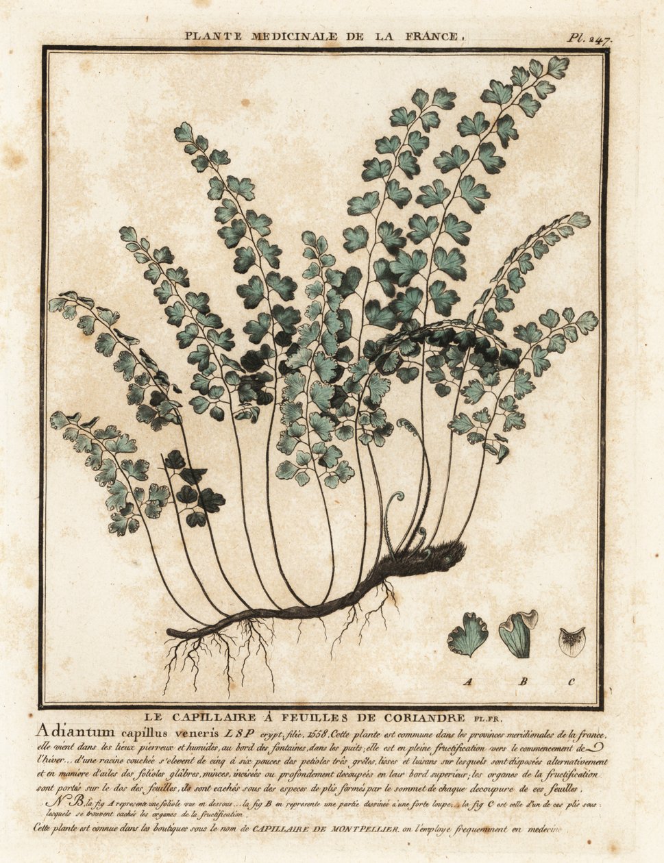 Venushaar, Adiantum capillus-veneris von Unbekannter Künstler