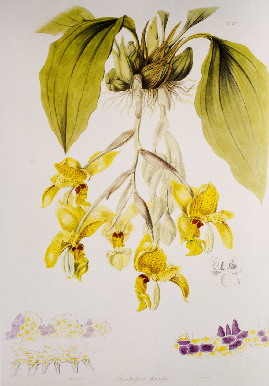 Stanhopea wardii von Unbekannt