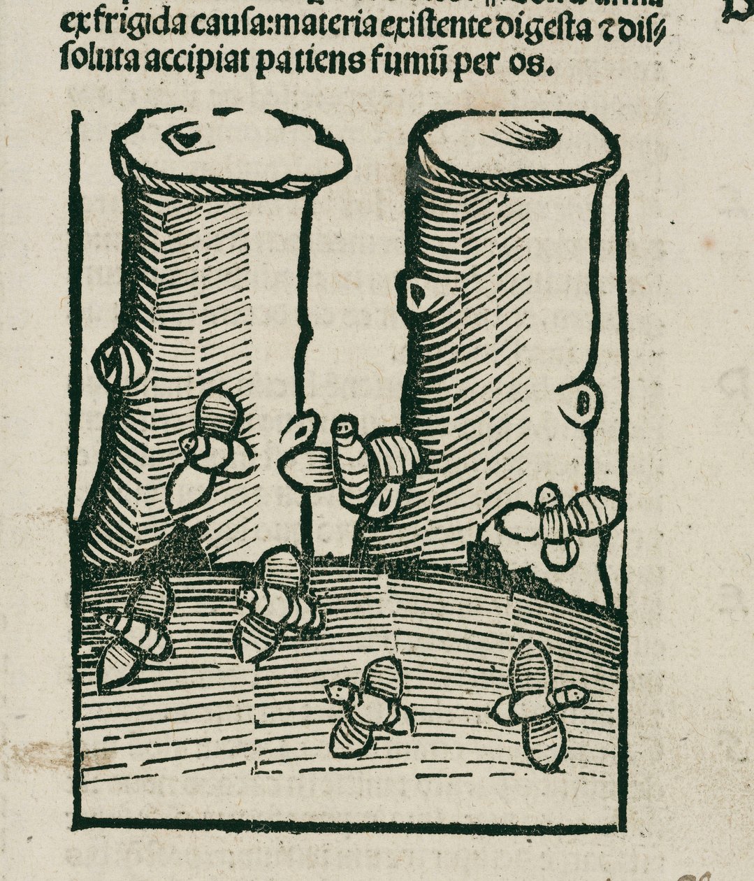 Die Biene von Unbekannt