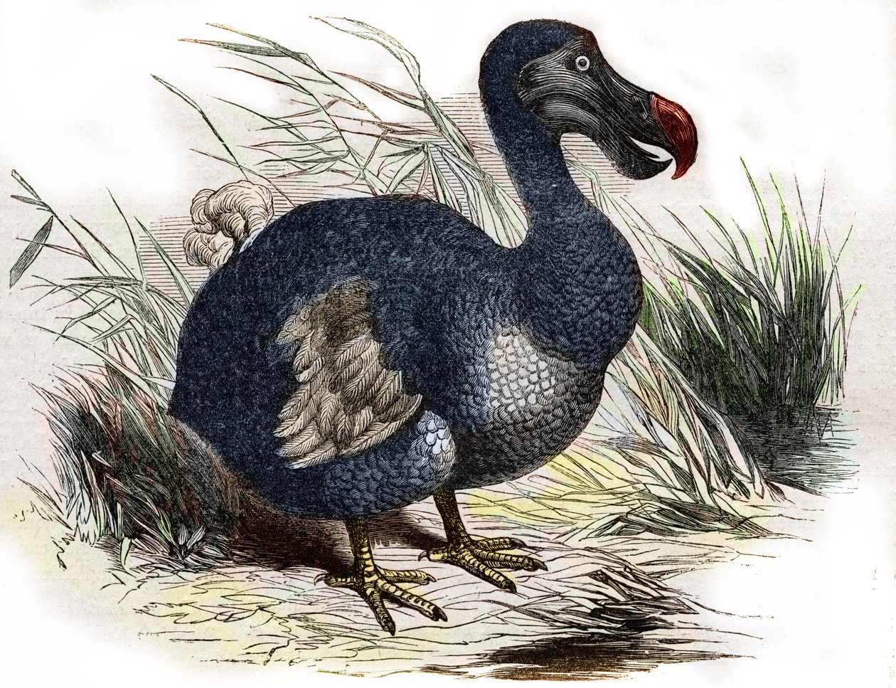 Der Dodo von Unbekannter Künstler