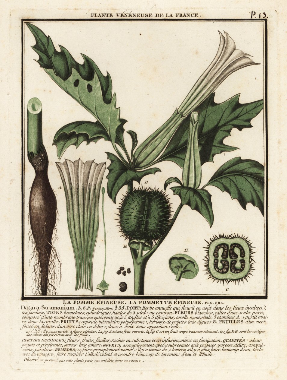 Stechapfel, Datura stramonium von Unbekannter Künstler
