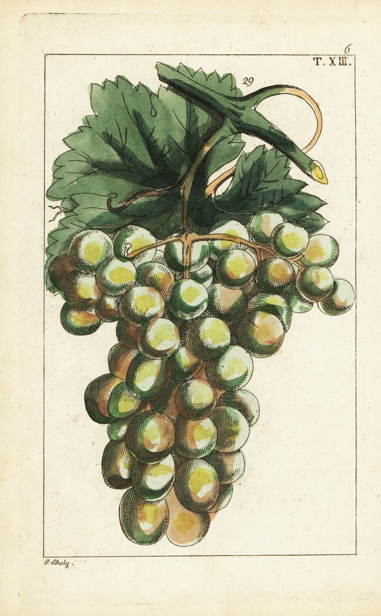 Traminer Rebsorte, Vitis vinifera von Unbekannter Künstler