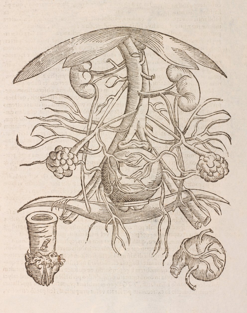 Uterus orificium internum ostendens von Unbekannt