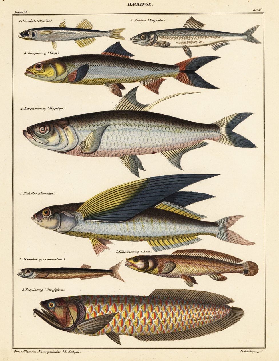 Verschiedene Fische von Unbekannter Künstler