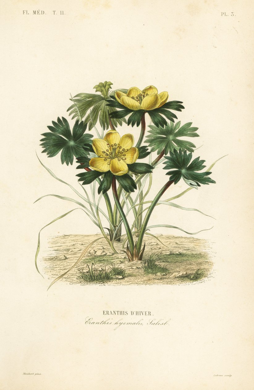 Winterling, Eranthis hyemalis von Unbekannt