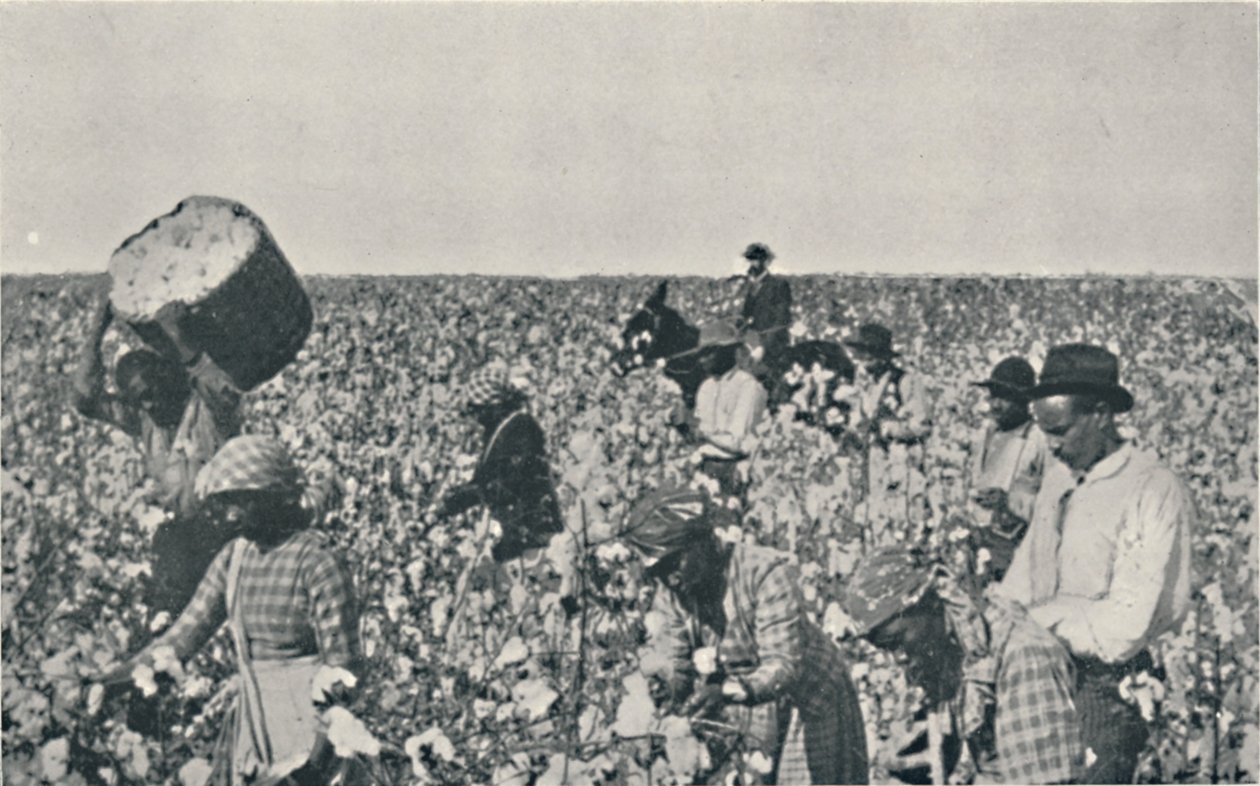 Baumwollpflücken, 1916 von Underwood and Underwood