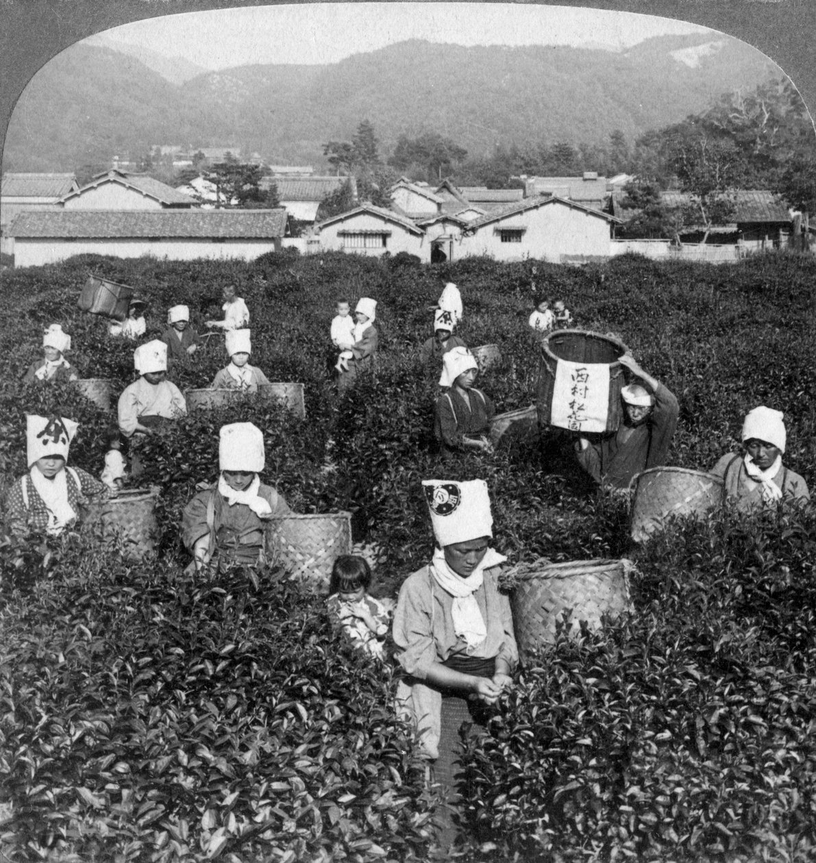 Teepflücken in Uji, Japan, 1904 von Underwood and Underwood
