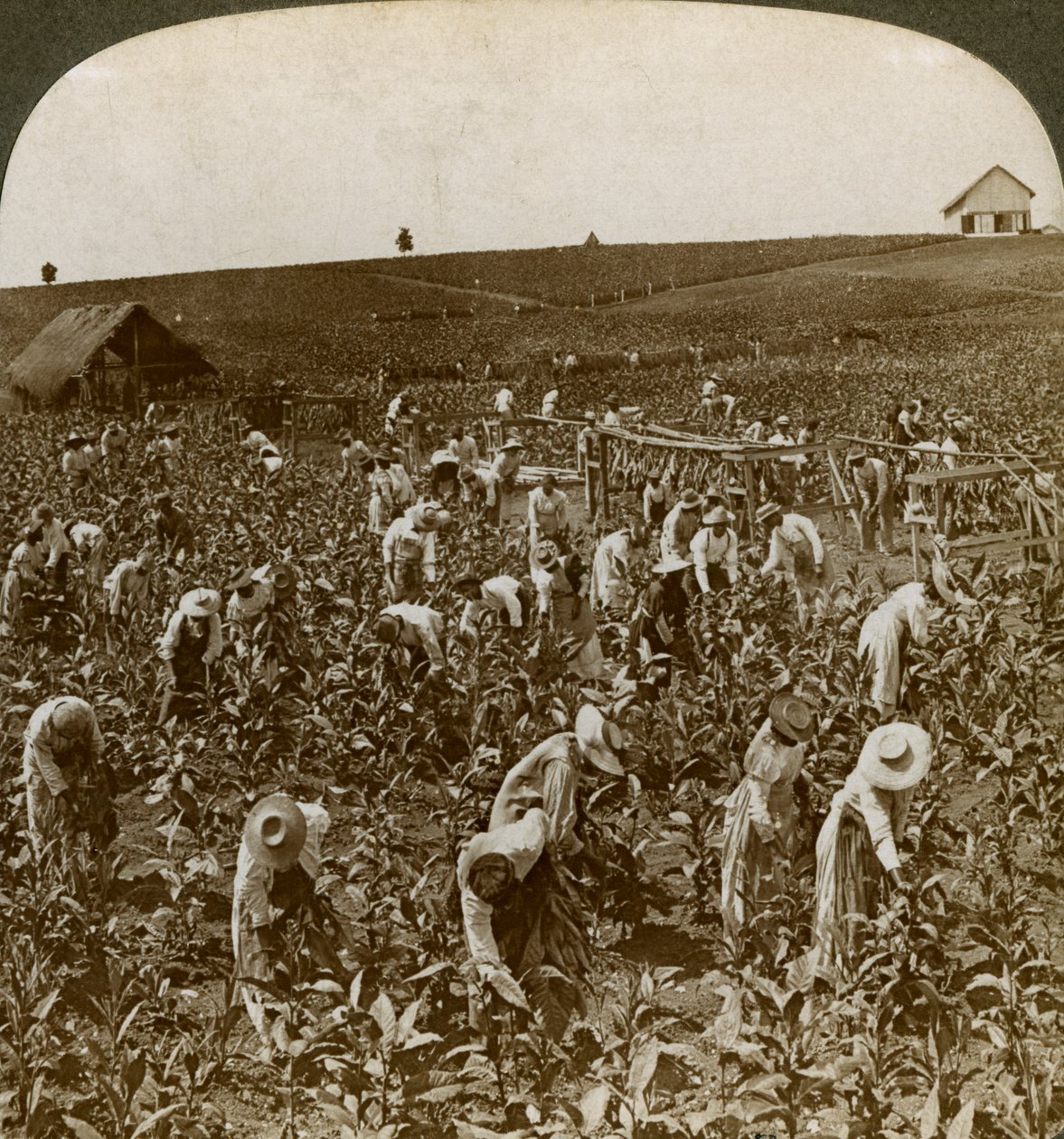 Tabakfeld, Montpeller, Jamaika, 1900 von Underwood and Underwood