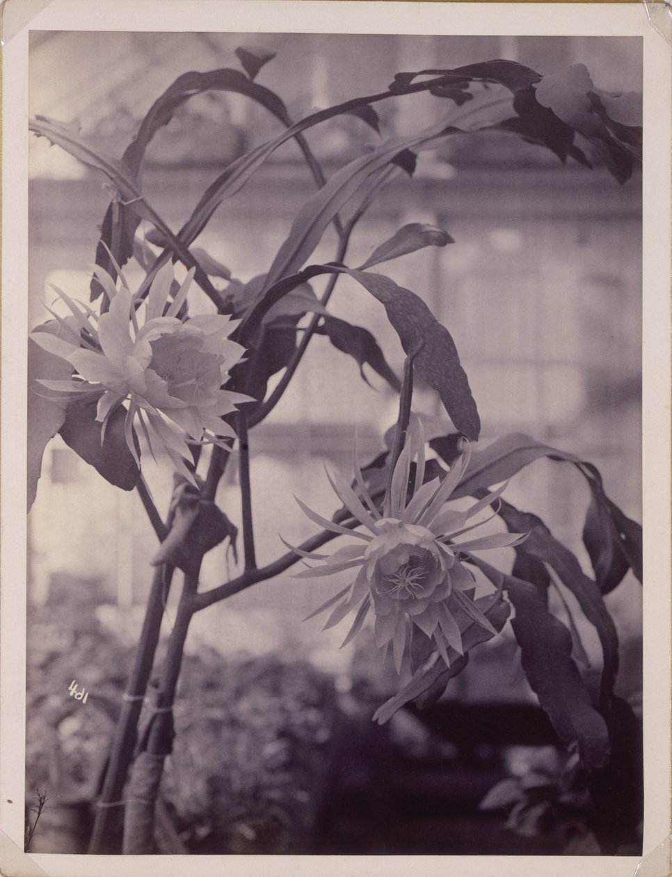 [Nachtblühender Kaktus, in Blüte] von Unidentified