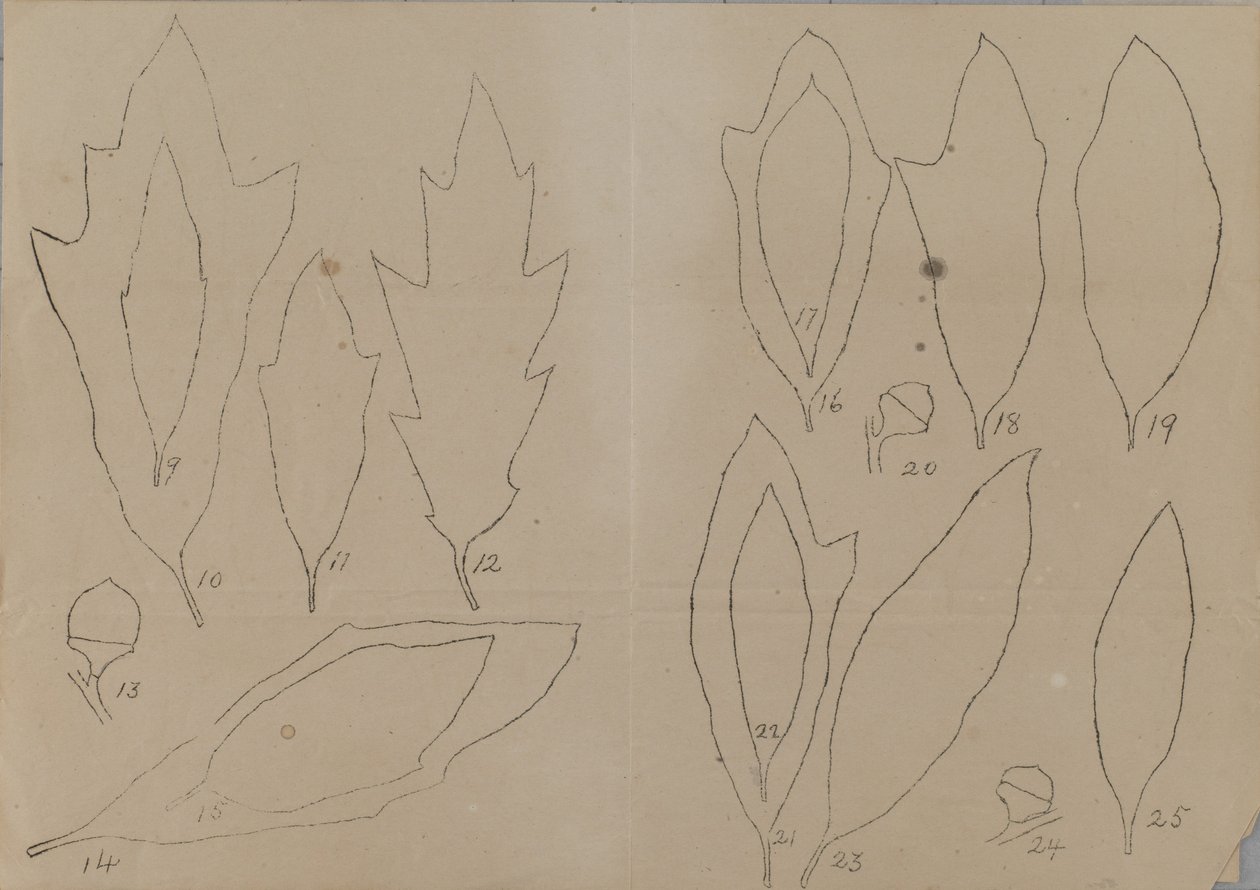 Studie von Blattformen von Unidentified