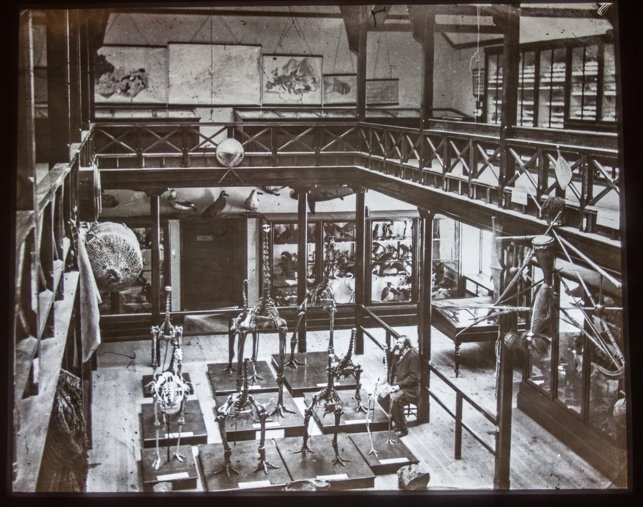 Moa-Skelettausstellung, 1870 von Unknown