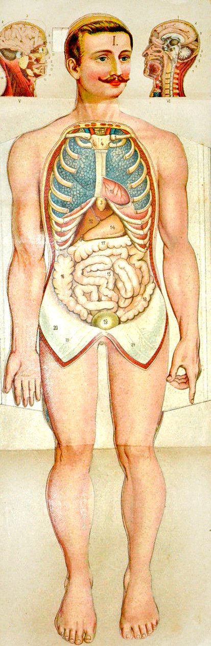 Menschliches Anatomie-Ausklappmodell, ca. 1895 von Unknown