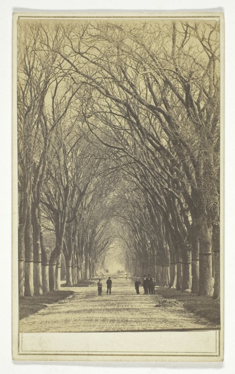 Ohne Titel (Allee von Bäumen) von Unknown