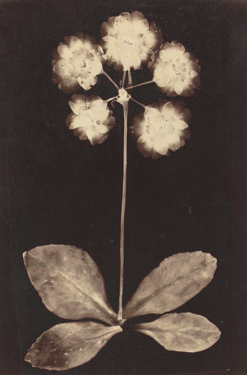 Botanisches Fotogramm von Unknown 19th Century