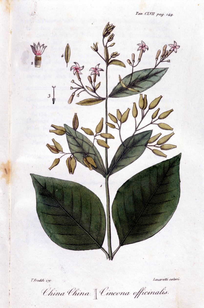 Tafel von Chinarinde (Cinchona Officinalis) von Unknown artist