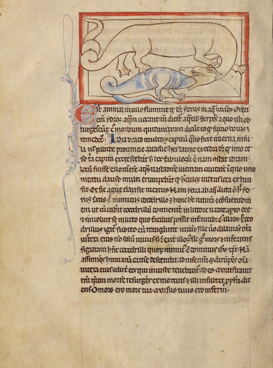 Ein Hydrus von Unknown artist