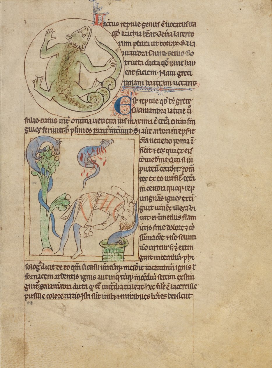 Eine Eidechse; Salamander von Unknown artist