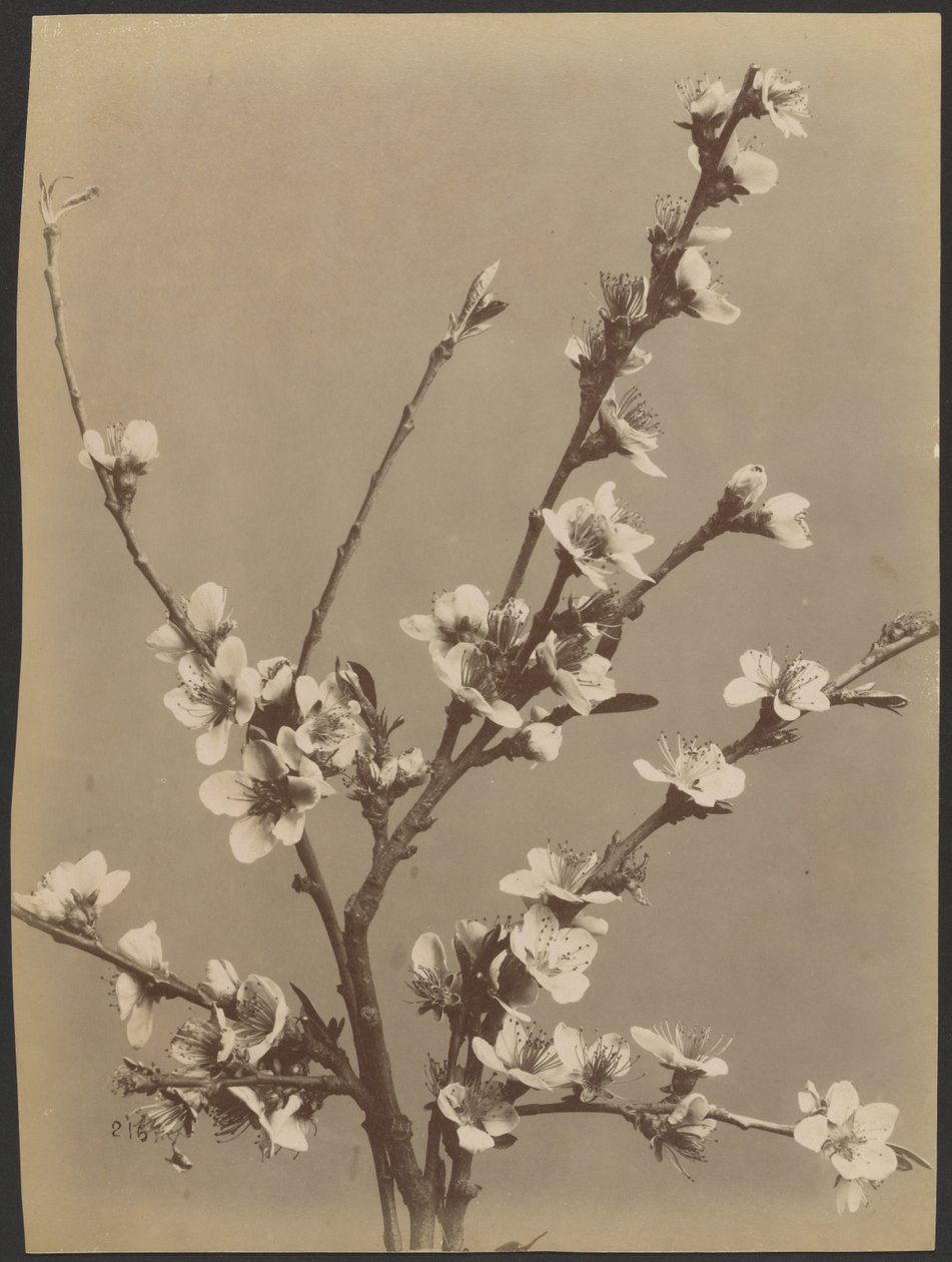 [Blumenstudie mit kleinen weißen Blumen] von Unknown artist