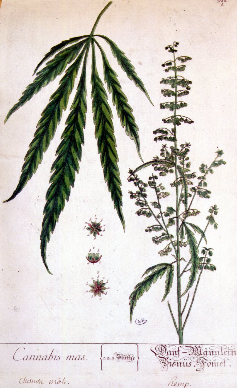 Männliche Hanfpflanze. Gravur aus dem 19. Jahrhundert. von Unknown artist