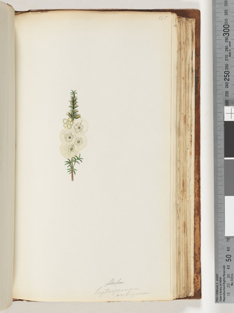 Seite 145. Alela / Leptospermum ambiguum von Unknown artist