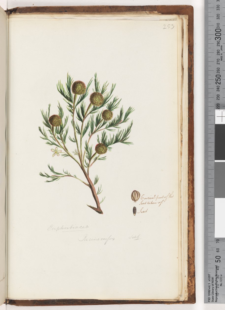 Seite 253. Euphorbiaceae / Ricinocarpus ...? Hochzeitsbusch von Unknown artist