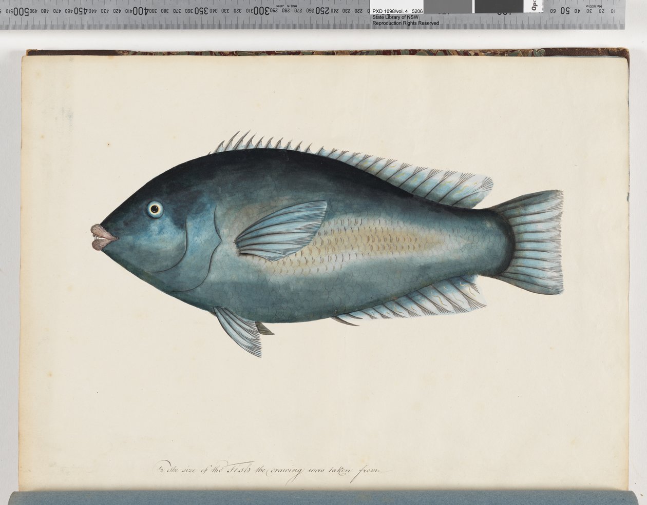 Seite 26. Unidentifizierter Fisch von Unknown