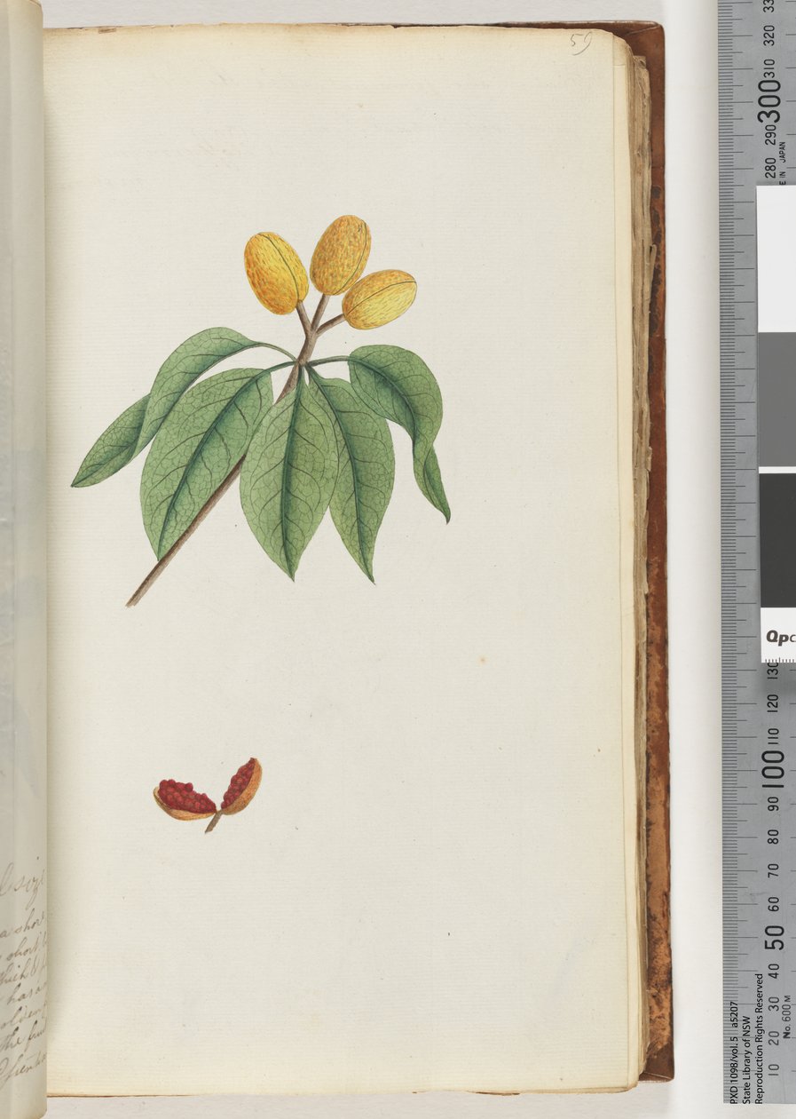 Seite 59. Pilospermum mapon von Unknown artist