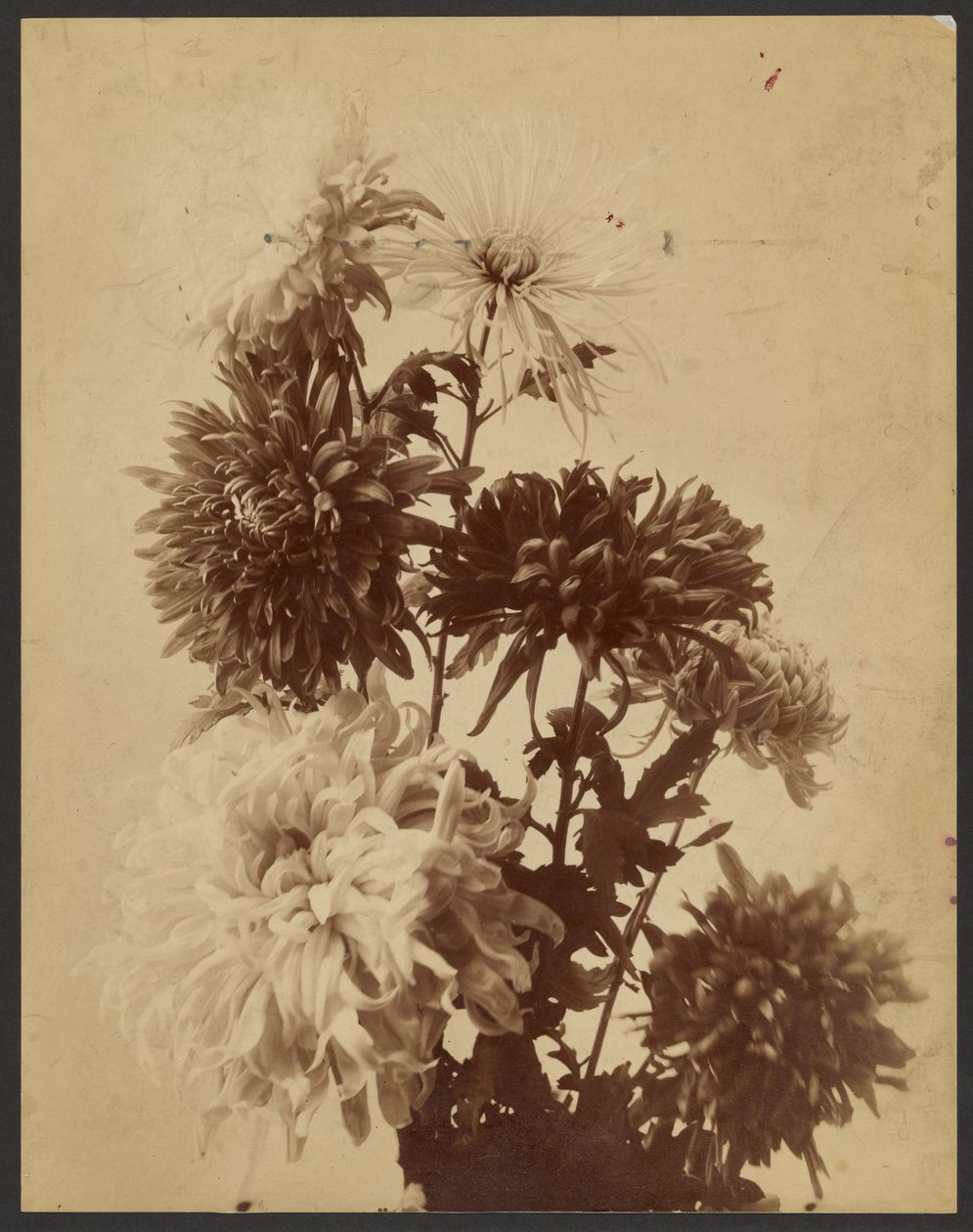 [Chrysanthemen] von Unknown artist/maker