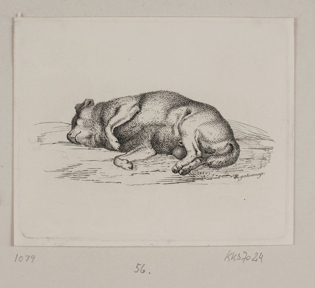 Ein liegender Hund von Vilhelm Kyhn
