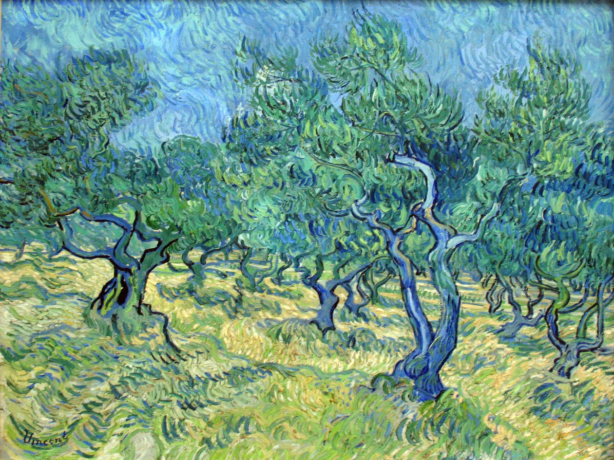 Olivenhain von Vincent van Gogh