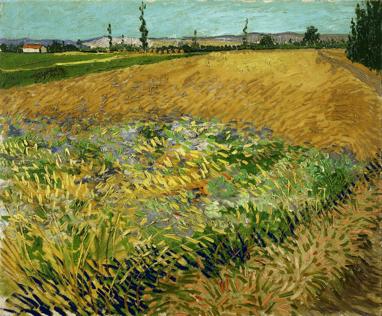 Weizenfeld von Vincent van Gogh