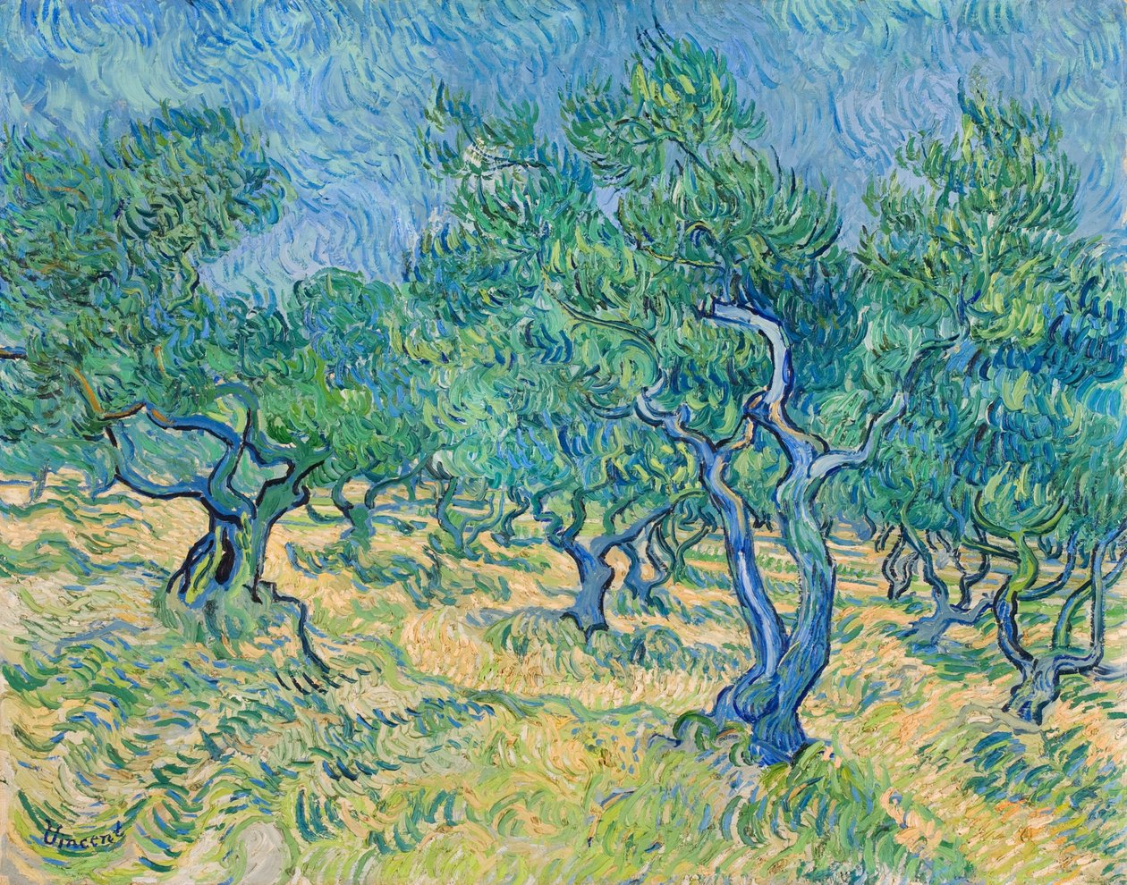 Olivenhain, 1889 von Vincent van Gogh