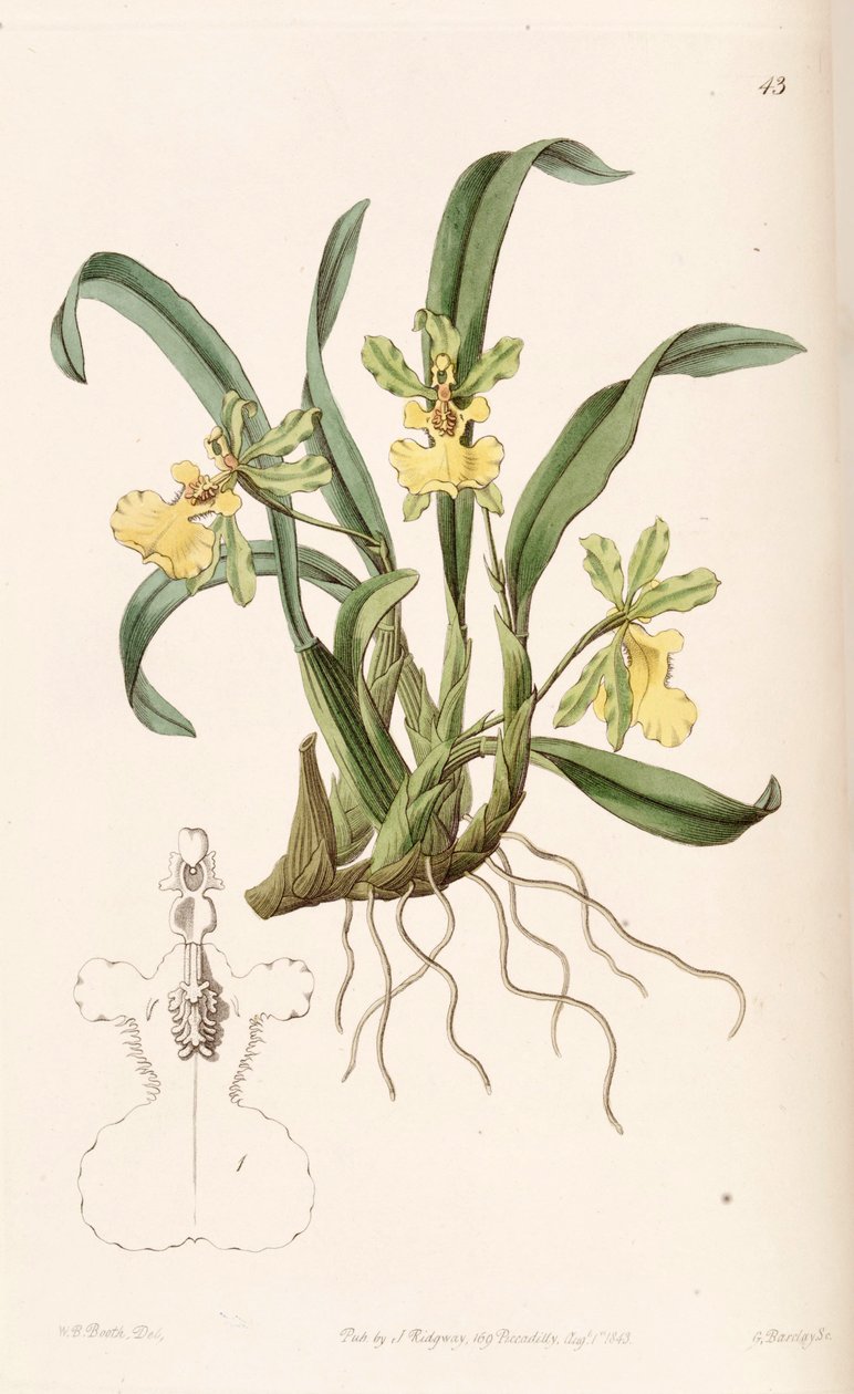 Oncidium uniflorum von W. B. Booth