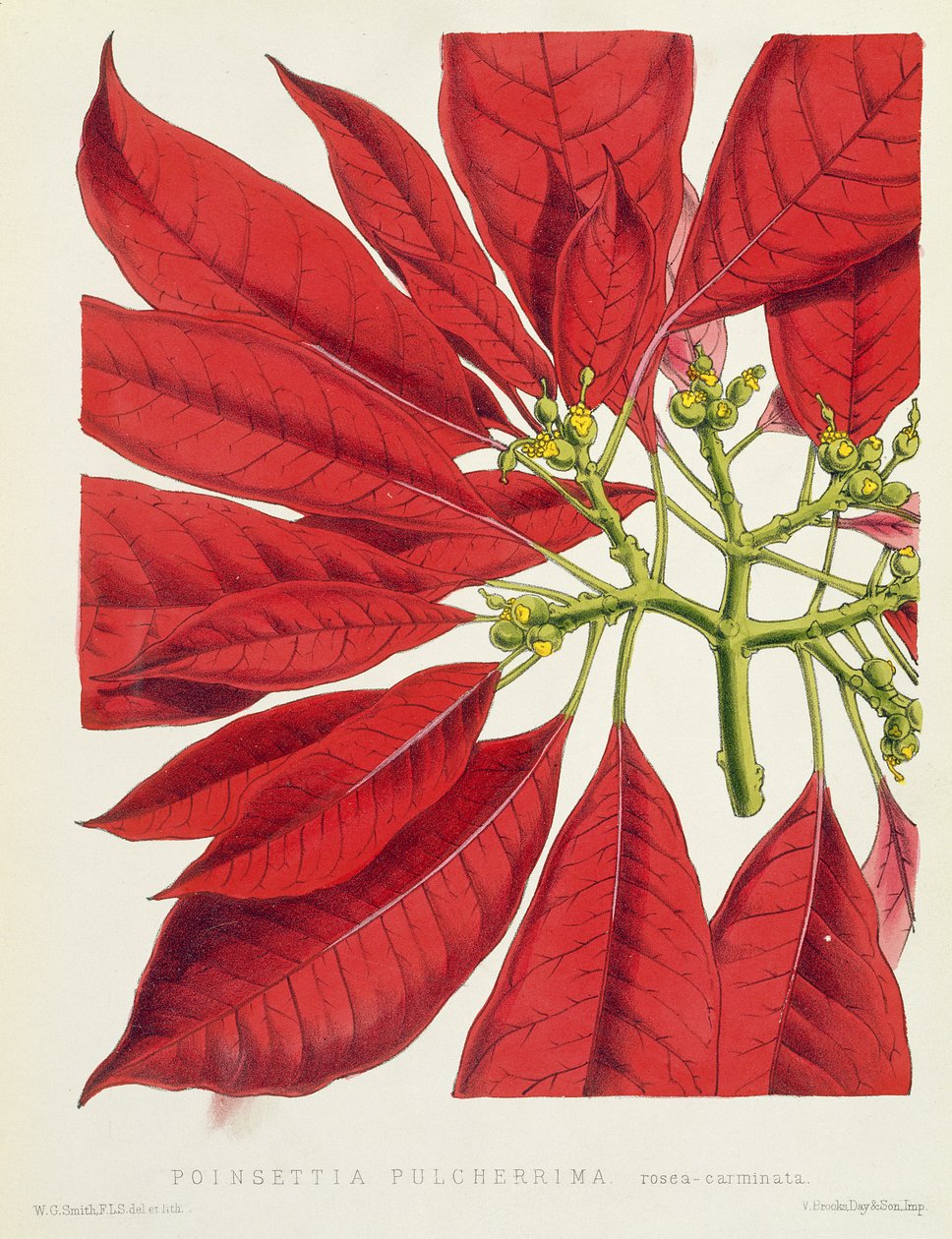 Poinsettia Pulcherrima von W.G. Smith