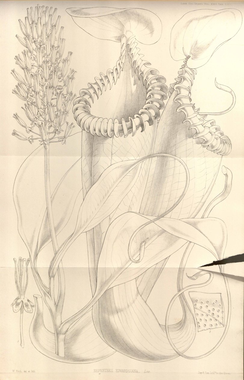 Nepenthes edwardsiana aus Transactions of the Linnean Society of London, Bd. 22 von W.H. Fitch