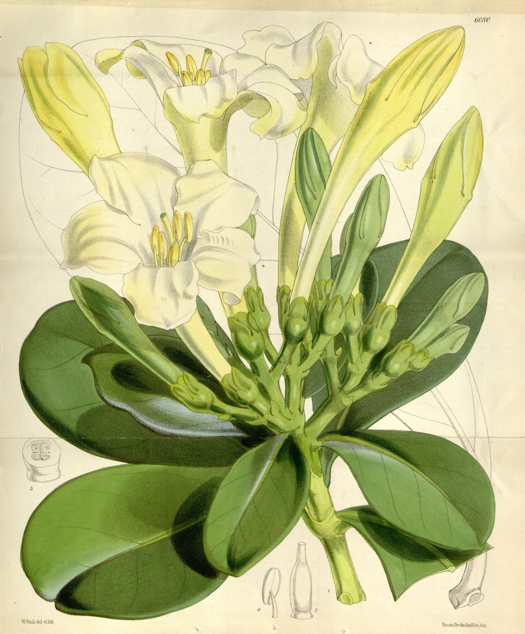 Fagraea ceilanica von W.H. Fitch