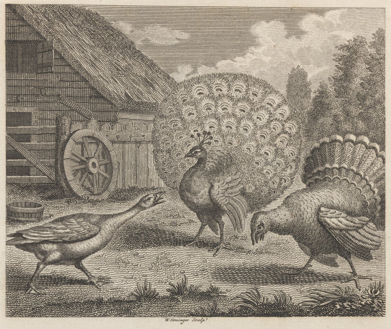 Der Pfau, der Truthahn und die Gans von W. Grainger