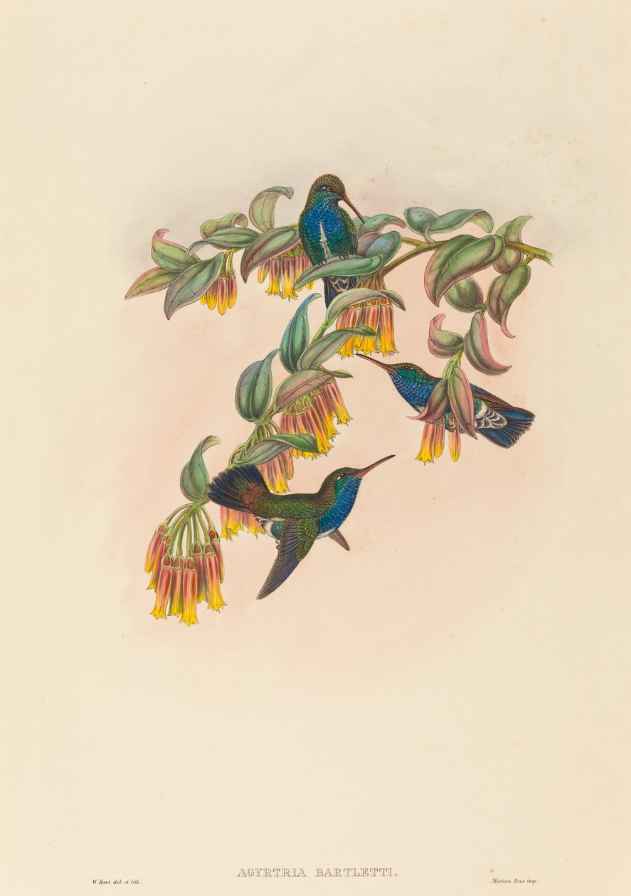 Agyrtria bartletti (Bartletts Smaragd) von W. Hart