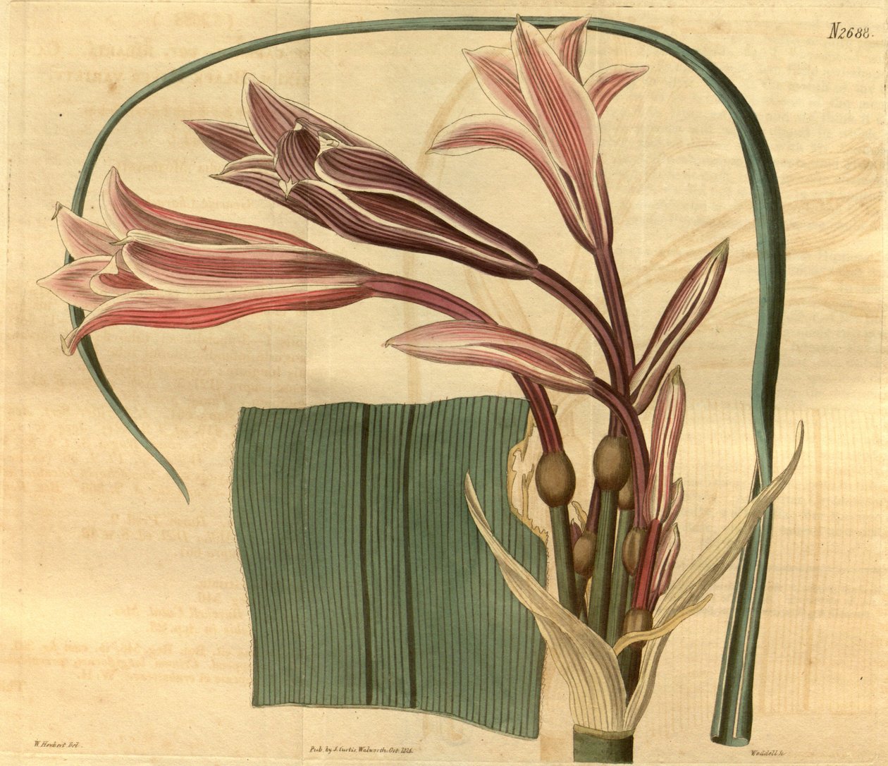 Crinum bulbispermum von W. Herbert
