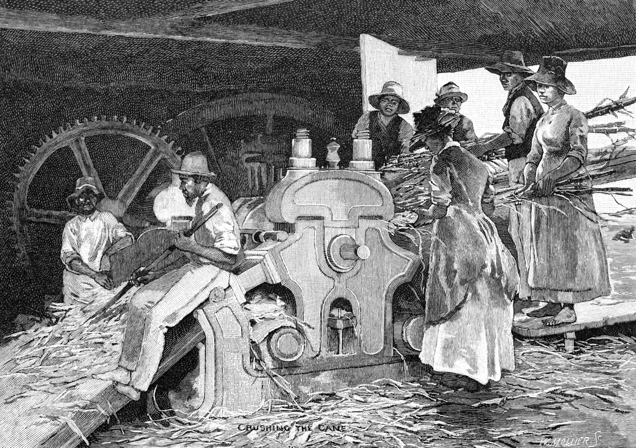 Zuckerrohr zerquetschen, 1886 von W. Mollier