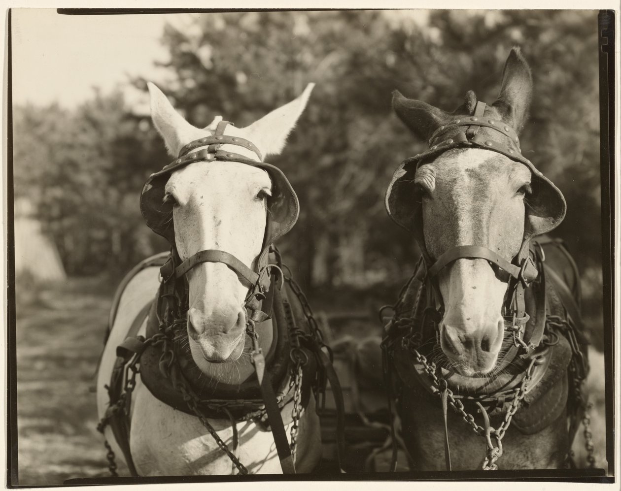 [Zwei Maultiere, Hale County, Alabama] von Walker Evans