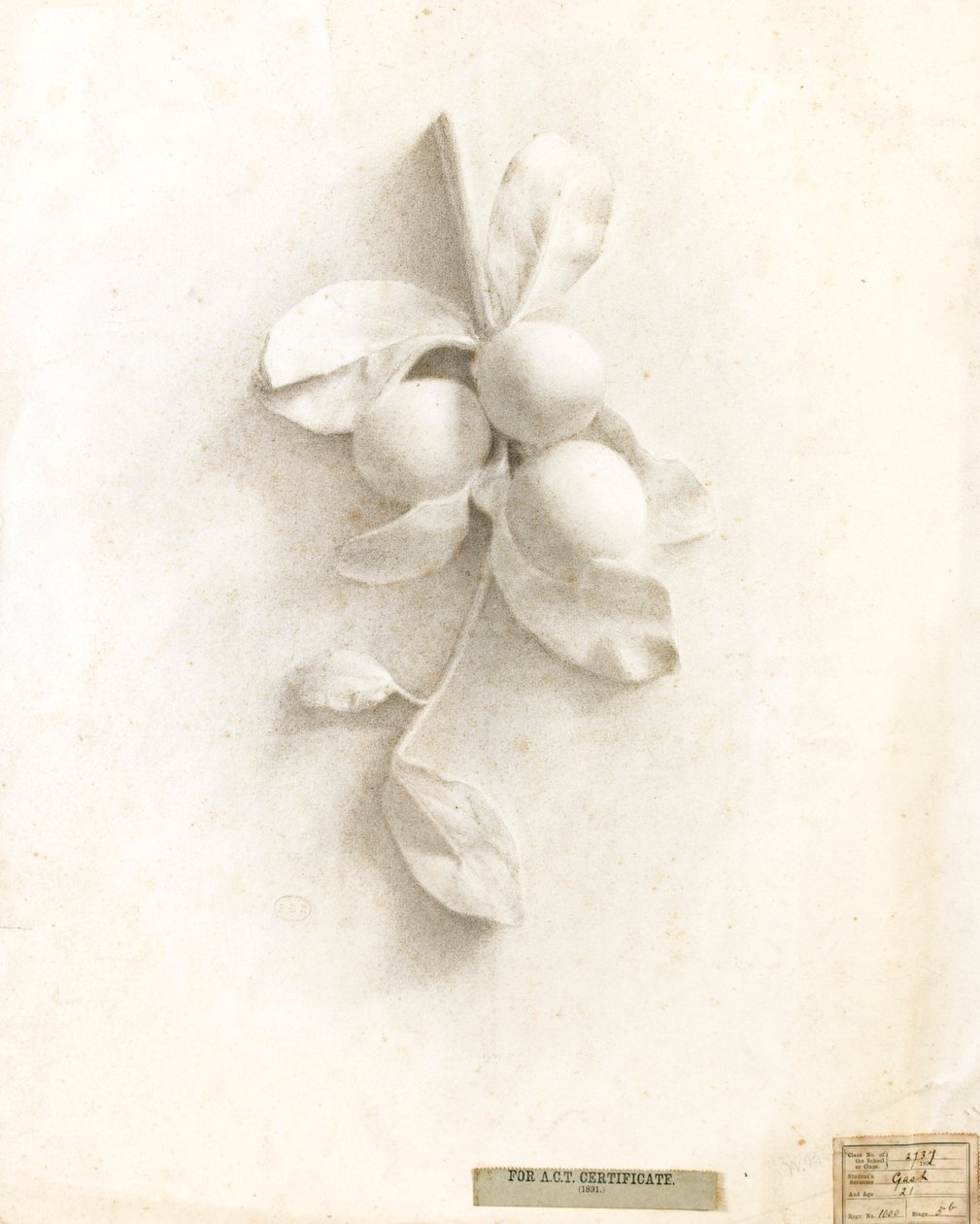 Zeichnung von Pflaumen aus dem Reliefabguss von Walter Bonner Gash