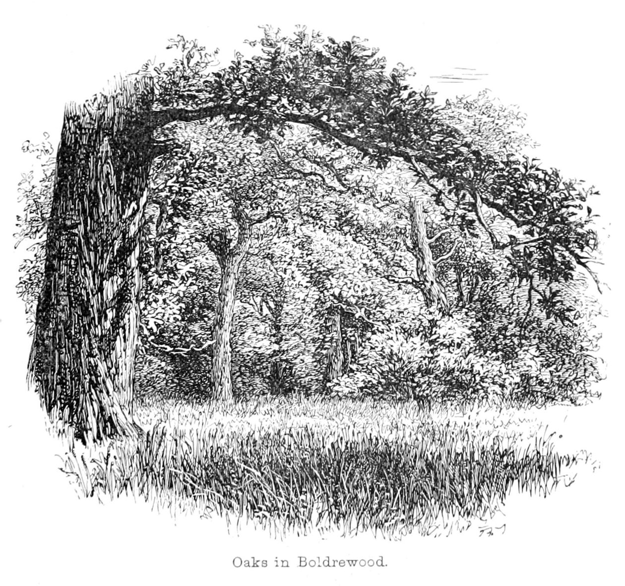 Eichen in Boldrewood von Walter Crane