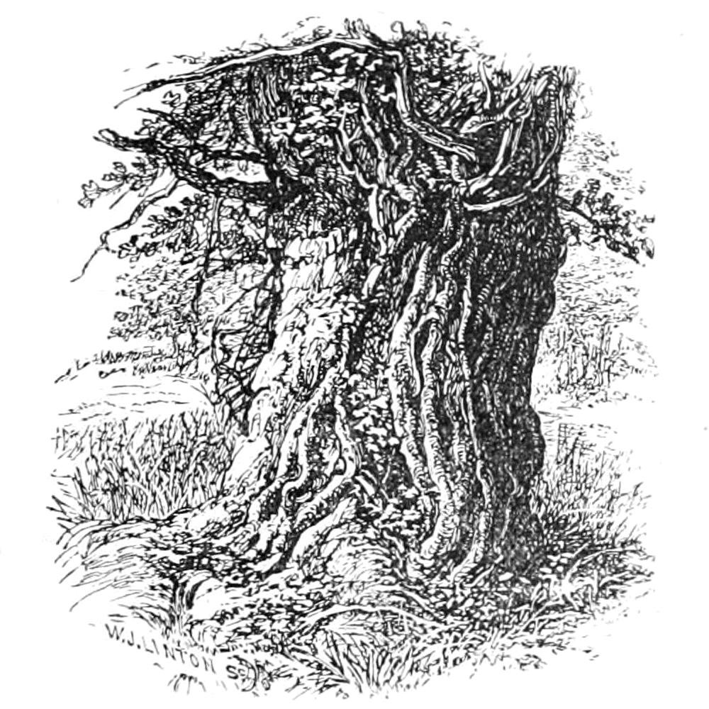 Alte Eiche in Boldrewood von Walter Crane