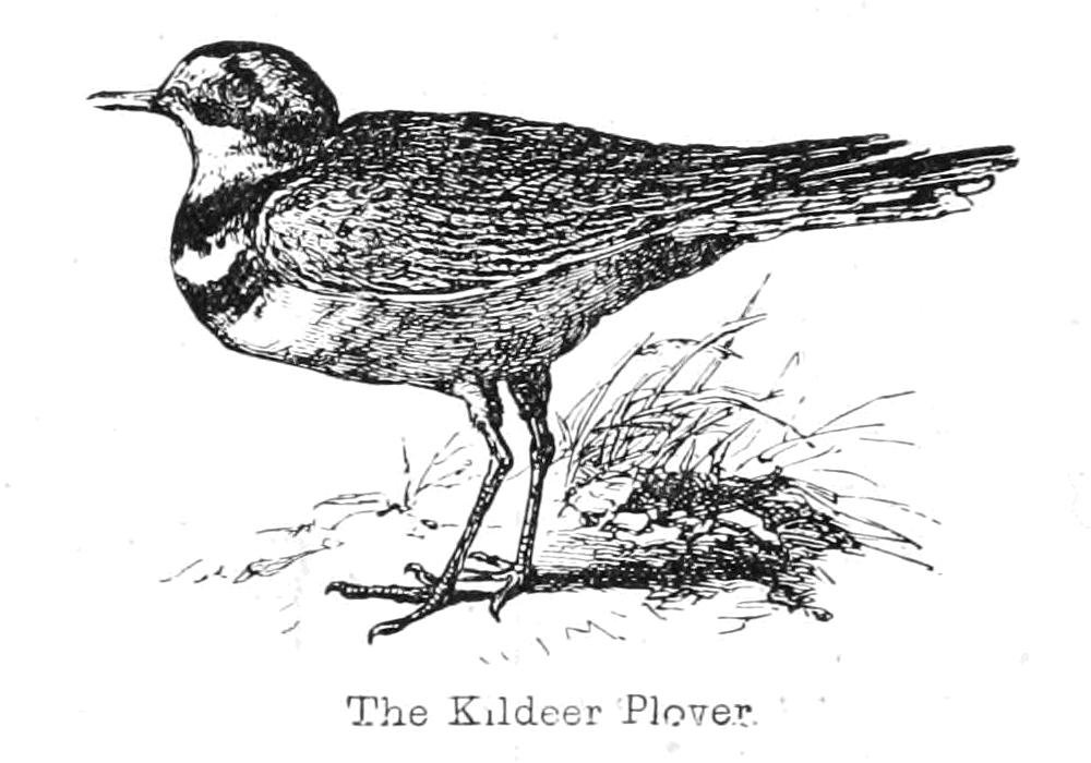 Der Kiebitzregenpfeifer von Walter Crane