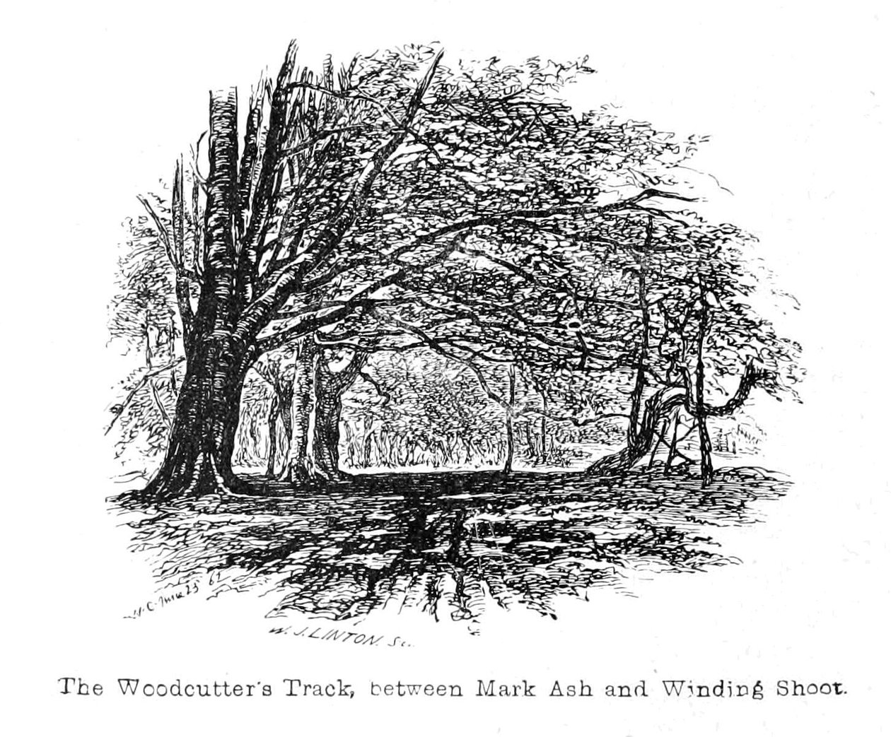 Der Holzfällerpfad zwischen Mark Ash und Winding Shoot von Walter Crane