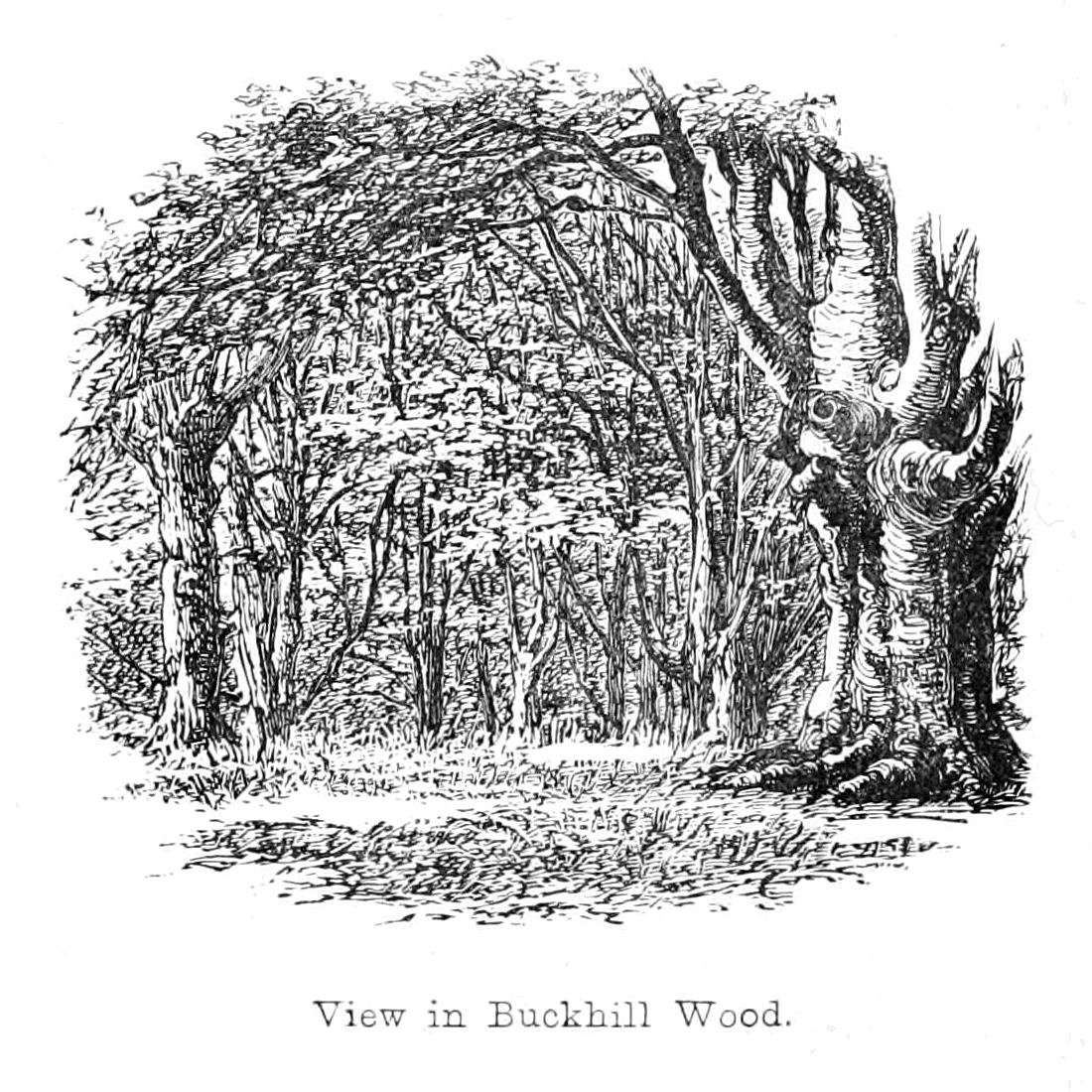 Ansicht im Buckhill Wood von Walter Crane