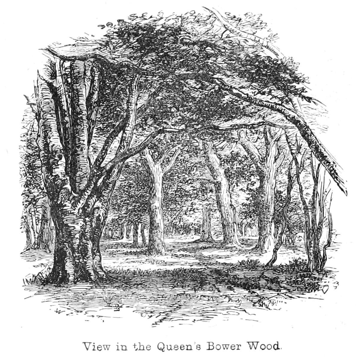 Ansicht im Queens Bower Wood von Walter Crane