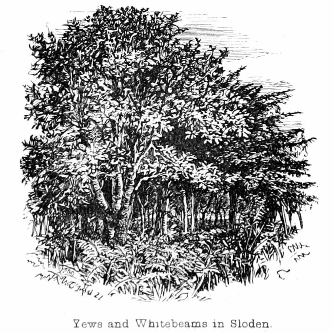 Eiben und Weißbuchen in Sloden von Walter Crane