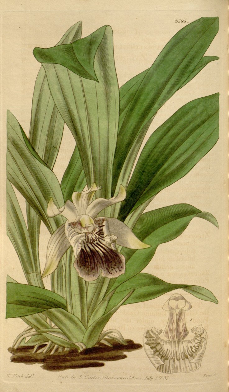 Illustration von Cochleanthes flabelliformis (als syn. Zygopetalum cochleare) von Walter Hood Fitch